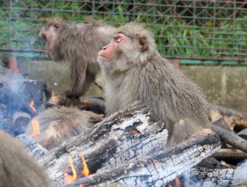 日本モンキーセンター冬の風物詩「たき火にあたるサル」が12月22日から