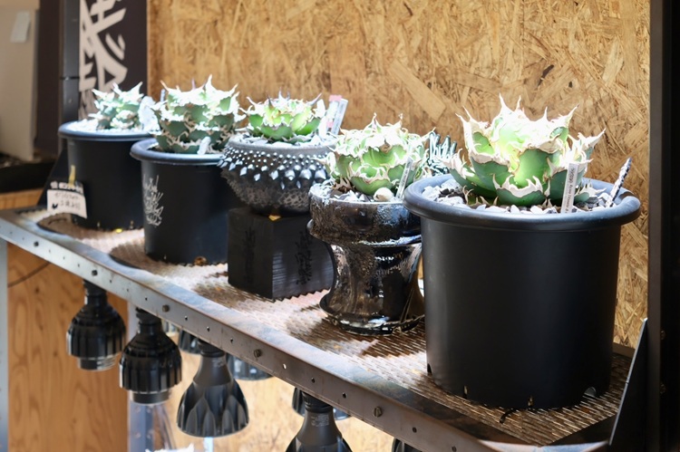 かっこいい植物”アガベ”の専門店！緑区の『モンスターハウス』に行っ